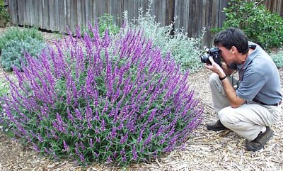 La Salvia3