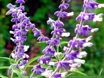 La Salvia4