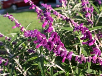 La Salvia5