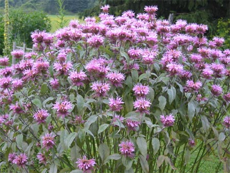 La Monarda-01