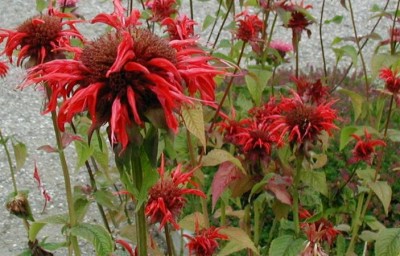 La Monarda-02