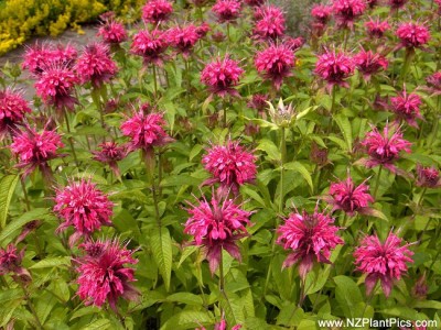 La Monarda-04