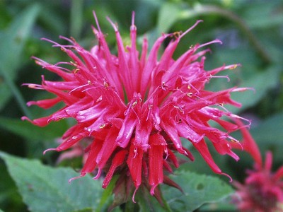 La Monarda-05