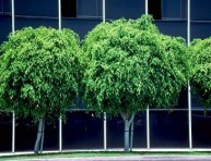 imagen Plantas de Interior: El Ficus