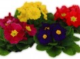 imagen Despertar de primavera – Segunda Parte