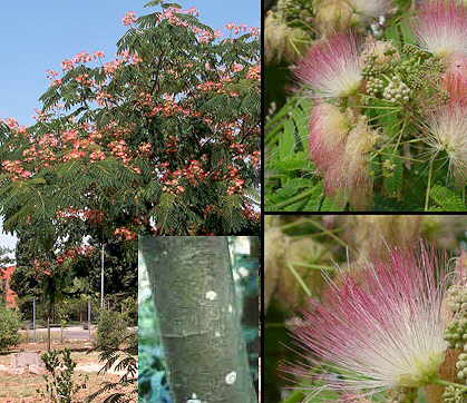 Arboles Acacia de Constantinopla1