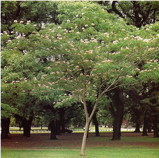 Arboles Acacia de Constantinopla2