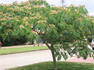 Arboles Acacia de Constantinopla3