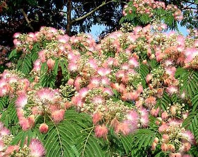 Arboles Acacia de Constantinopla4