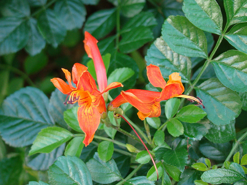 Enredaderas Bignonia Capensis1