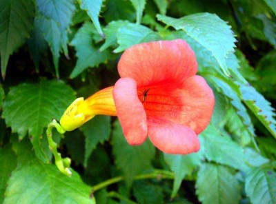 Enredaderas Bignonia Capensis2