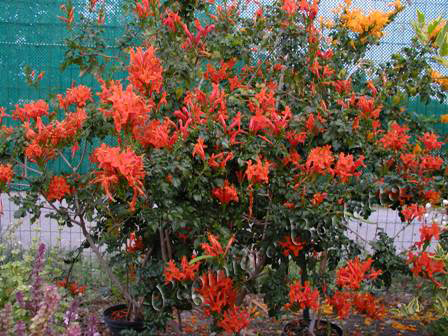 Enredaderas Bignonia Capensis3