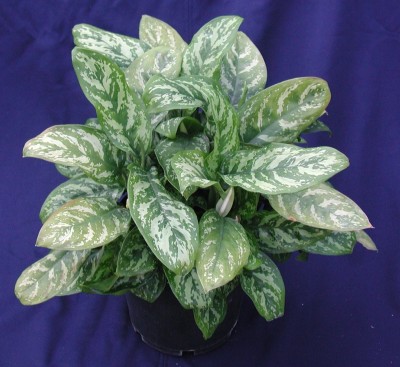 Plantas de interior Aglaonema 1