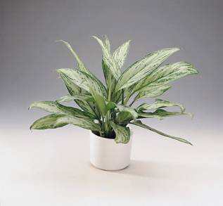 Plantas de interior Aglaonema 2