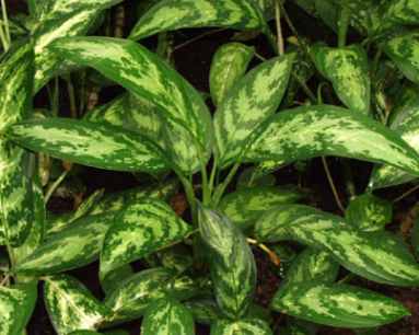 Plantas de interior Aglaonema 4