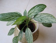 imagen Plantas de interior: Aglaonema