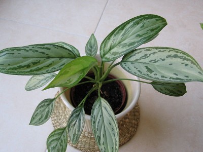 Plantas de interior Aglaonema 5