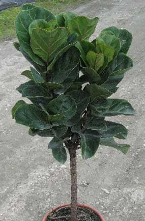 ficus-pandurata-standard