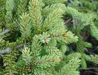 imagen Aprende a reciclar tu árbol de navidad