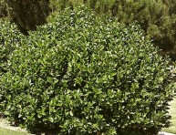 imagen Arbustos: Viburnum