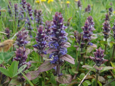 Cubresuelos de flor_ la Ajuga-01