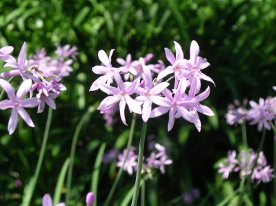 Herbáceas Perennes_ la Tulbagia-03