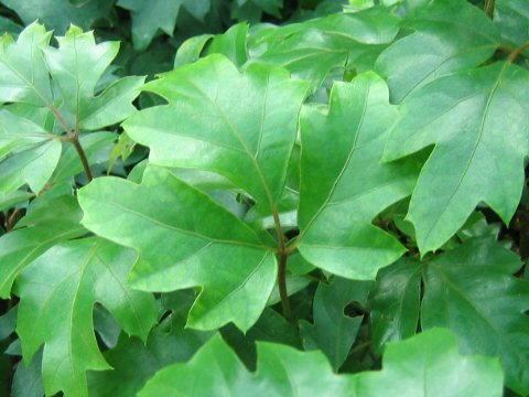 Plantas de interior Cissus1