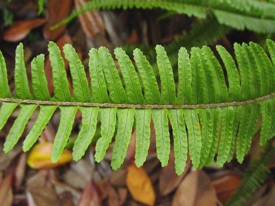 Plantas de interior el Helecho4