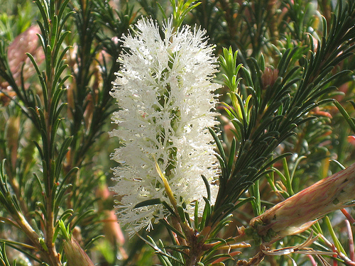 Arbustos la Melaleuca