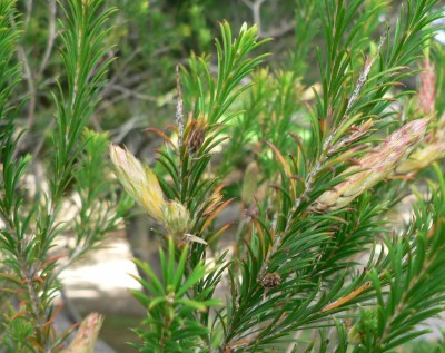 Arbustos la Melaleuca2