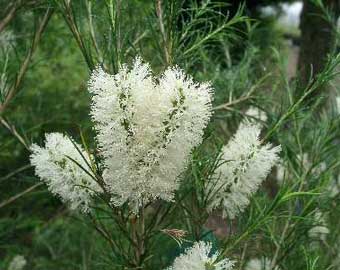 Arbustos la Melaleuca5