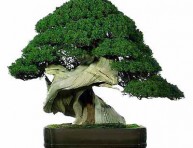 imagen Bonsai: Plagas y enfermedades