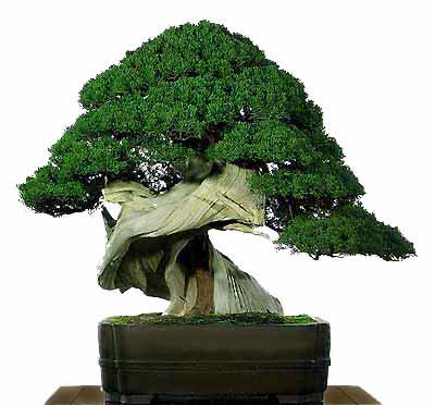 Bonsai Plagas y enfermedades