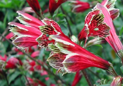 Herbáceas Perennes_ la Alstroemeria-03