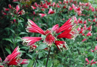 Herbáceas Perennes_ la Alstroemeria-04