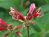 imagen Herbáceas Perennes: la Alstroemeria