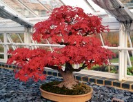 imagen Lo que tienes que saber sobre el mantenimiento del bonsai