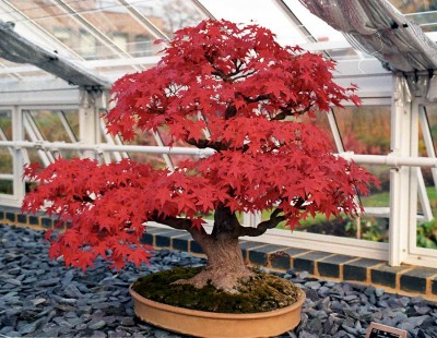 Lo que tienes que saber sobre el mantenimiento del bonsai