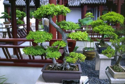 Principales especies usadas para Bonsai