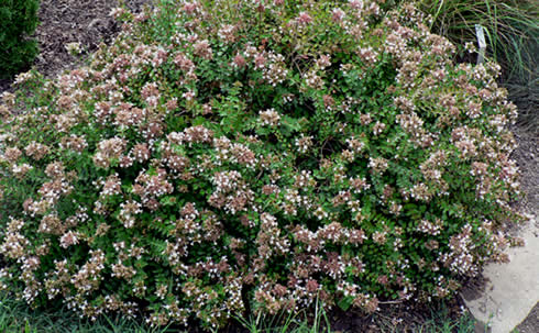 Arbustos con flor la Abelia