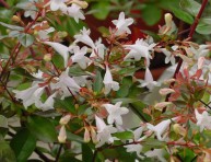 imagen Arbustos con flor: la Abelia