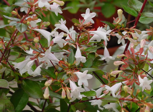 Arbustos con flor la Abelia2