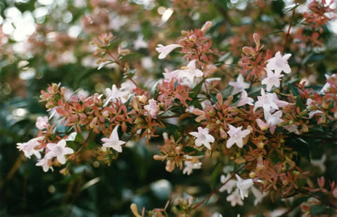 Arbustos con flor la Abelia4