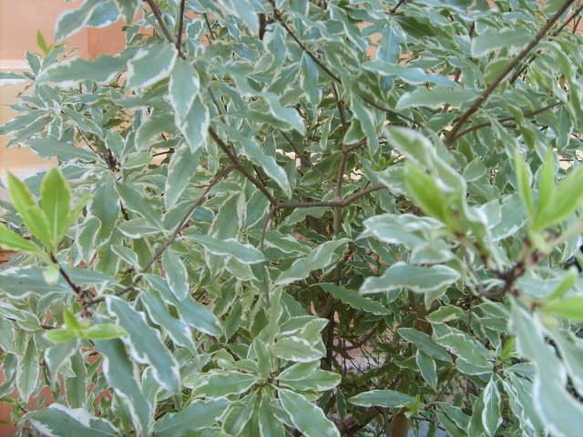 Arbustos el Pitosporum Maggi2