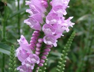 imagen Herbaceas Perennes: la Fisostegia