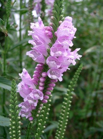 Herbaceas Perennes la Fisostegia