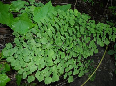 Plantas de interior_ Culandrillo-03