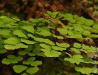 imagen Plantas de interior: Culandrillo