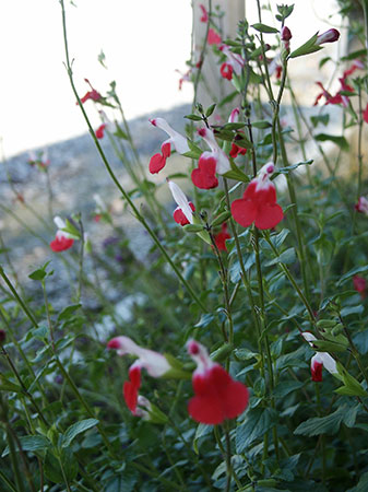 Plantas florales la Salvia Roja1