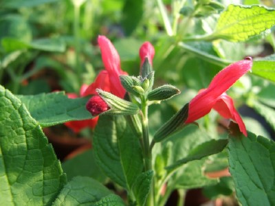 Plantas florales la Salvia Roja2